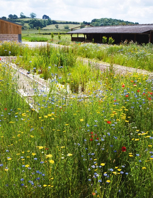 Water treatment ponds in full flower