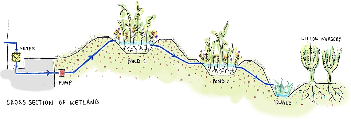 Cross section of wetland