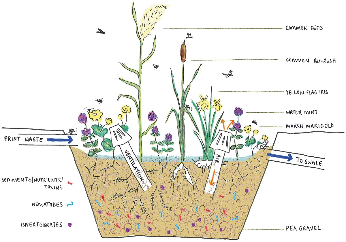 Illustration of plants and insects living in our ponds